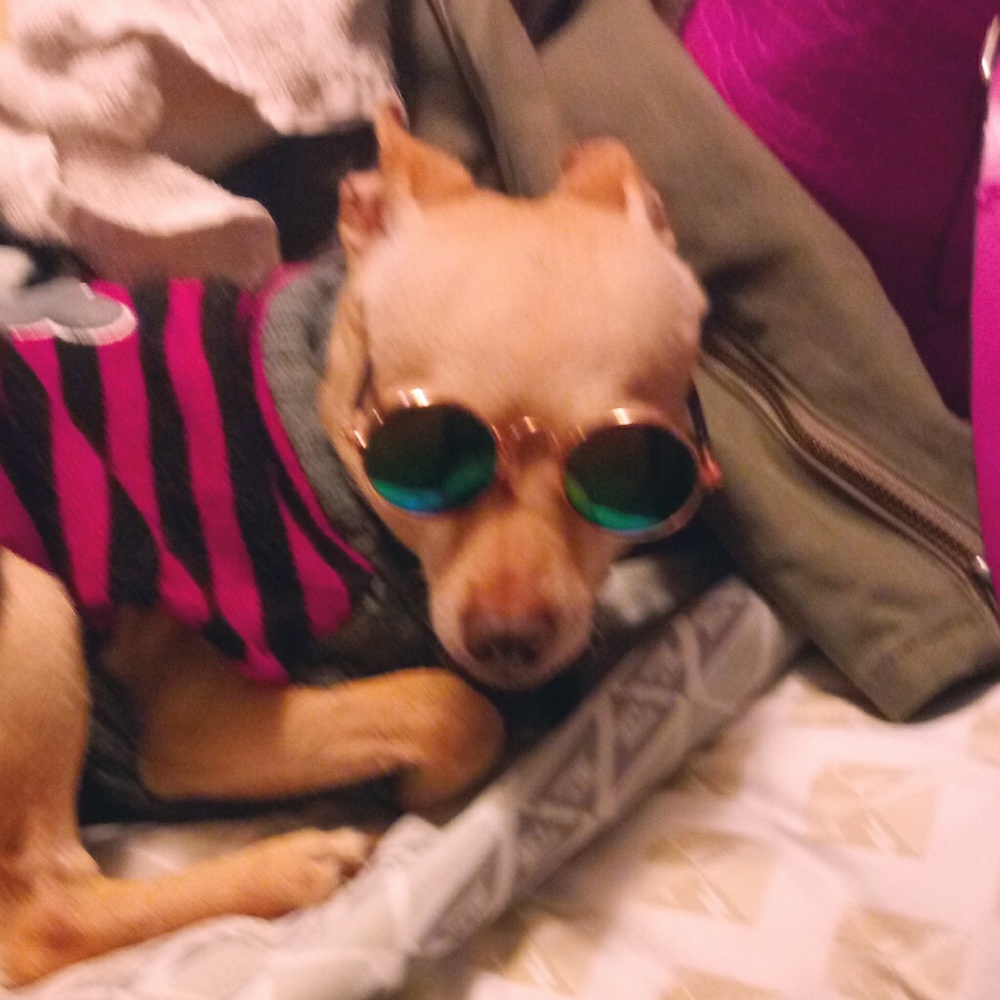 glasses for pets